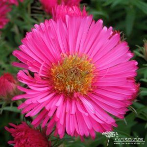 Symphyotrichum novae-angliae Andenken an Alma Potsche