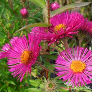 Symphyotrichum novae-angliae Andenken an Paul Gerber