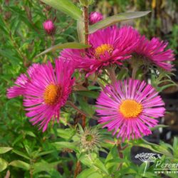 Symphyotrichum novae-angliae Andenken an Paul Gerber