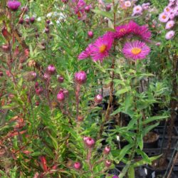 Symphyotrichum novae-angliae Andenken an Paul Gerber