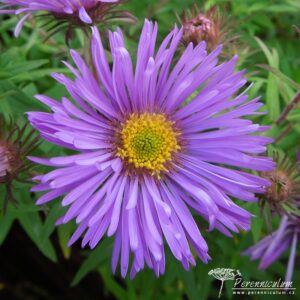 Symphyotrichum novae-angliae Augusta