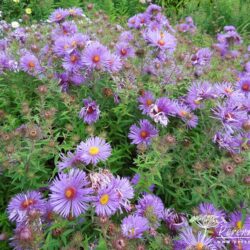 Symphyotrichum novae-angliae Augusta