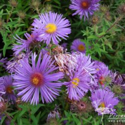 Symphyotrichum novae-angliae Augusta