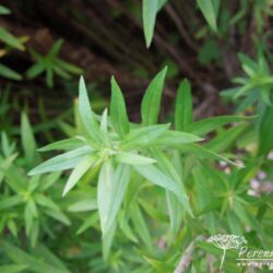 Symphyotrichum novae-angliae Augusta