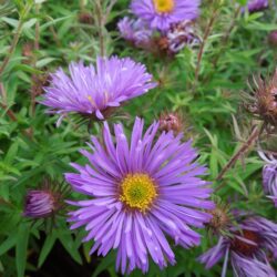 Symphyotrichum novae-angliae Augusta