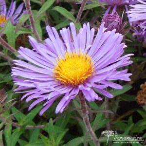 Symphyotrichum novae angliae Barrs Blue