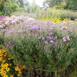 Symphyotrichum novae-angliae Barrs Blue
