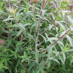 Symphyotrichum novae-angliae Barrs Blue