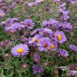 Symphyotrichum novae-angliae Barrs Blue