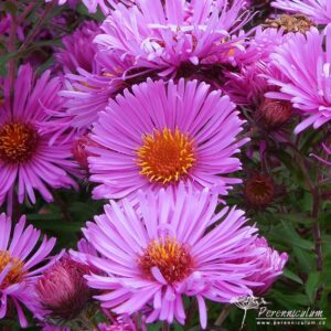 Symphyotrichum novae-angliae Brunswick