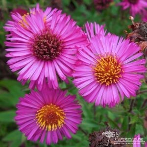 Symphyotrichum novae-angliae Collwall Orbit