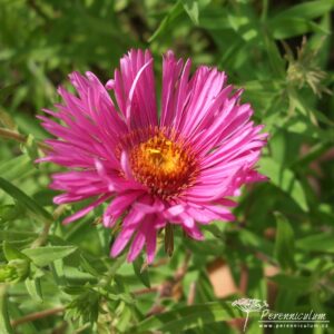 Symphyotrichum novae-angliae Harrington Pink