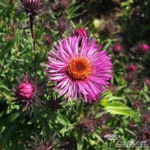 Symphyotrichum novae-angliae Incomparabilis