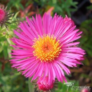 Symphyotrichum novae-angliae James Ritchie