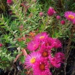 Symphyotrichum novae-angliae James Ritchie