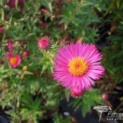 Symphyotrichum novae-angliae James Ritchie