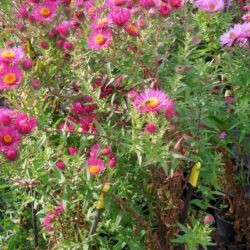 Symphyotrichum novae-angliae James Ritchie