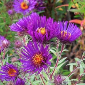 Symphyotrichum novae-angliae Marina Wolkonsky