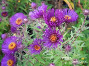 Symphyotrichum novae-angliae Marina Wolkonsky