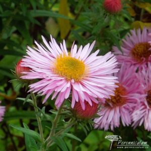 Symphyotrichum novae-angliae Pink Parfait