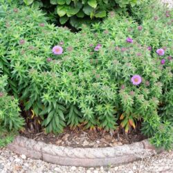 Symphyotrichum novae-angliae Purple Dome