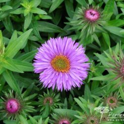 Symphyotrichum novae-angliae Purple Dome