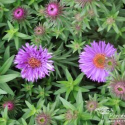 Symphyotrichum novae-angliae Purple Dome
