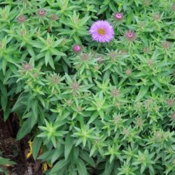 Symphyotrichum novae-angliae Purple Dome