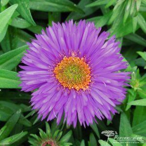 Symphyotrichum novae-angliae Purple Dome