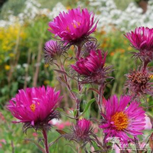 Symphyotrichum novae-angliae September Ruby