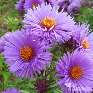 Symphyotrichum novae-angliae St Michaels