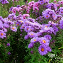 Symphyotrichum novae-angliae St Michaels
