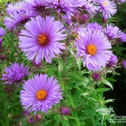 Symphyotrichum novae-angliae St Michaels