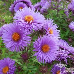 Symphyotrichum novae-angliae St Michaels