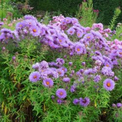 Symphyotrichum novae-angliae St Michaels
