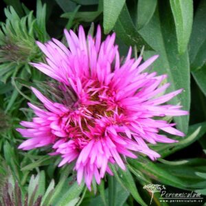 Symphyotrichum novae-angliae Vibrant Dome