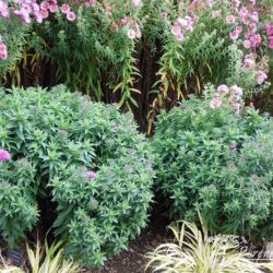 Symphyotrichum novae-angliae Vibrant Dome