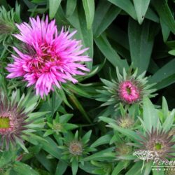 Symphyotrichum novae-angliae Vibrant Dome
