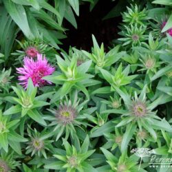 Symphyotrichum novae-angliae Vibrant Dome