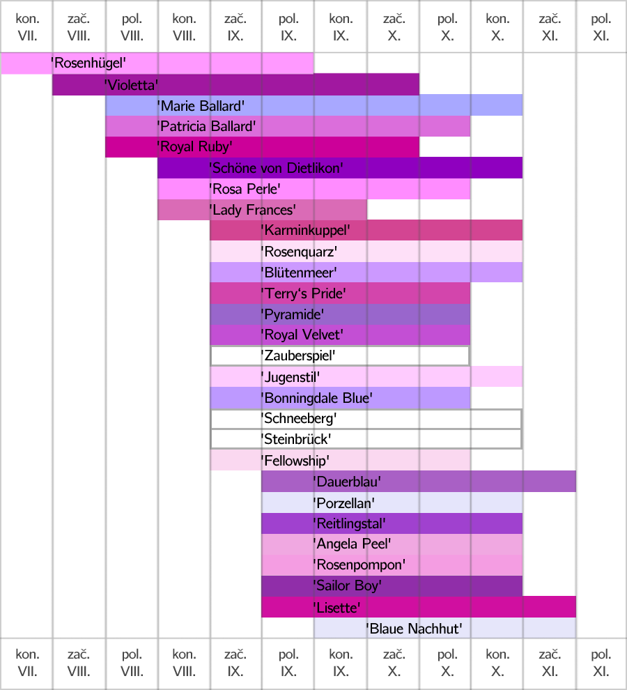 Symphyotrichum novi-belgii 6 Graf kvetení kultivarů Symphyotrichum novi-belgii.
