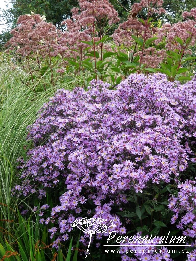 Aster - Trvalka sezóny 2013 3 Aster Praire Purple
