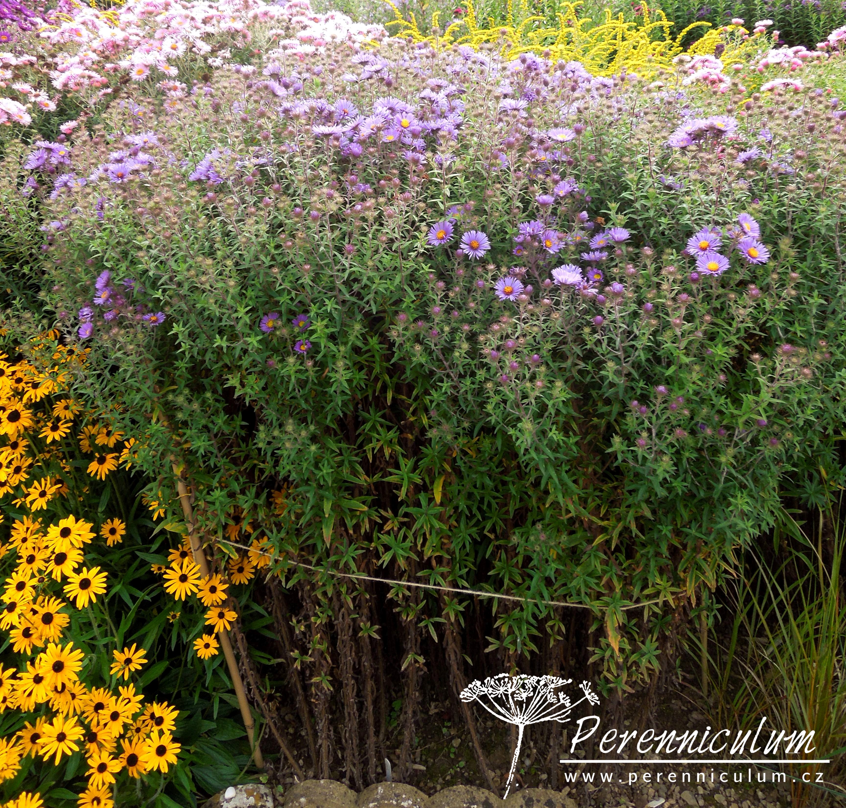 Symphyotrichum novae-angliae 2 olisané stonky aster novae angliae