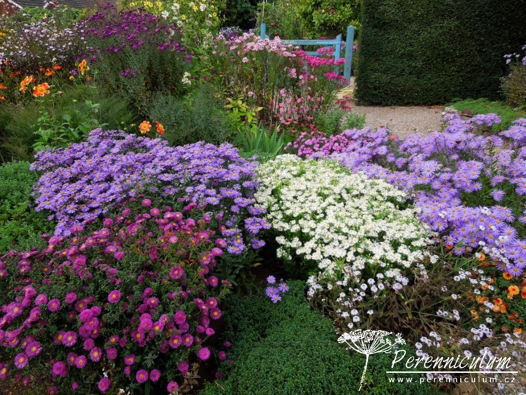 Aster - Trvalka sezóny 2013 2 Různé druhy hvězdnic
