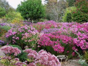 Záhon anglických aster