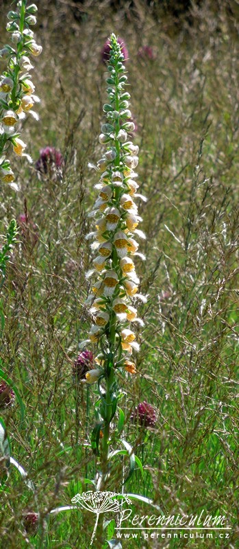 Když se potkají dva géniové... 5 Digitalis laevigata