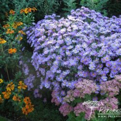 Symphyotrichum dumosus Blaue Lagune