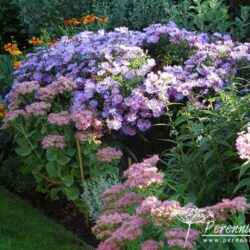 Symphyotrichum dumosus Blaue Lagune