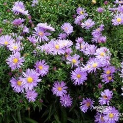 Symphyotrichum dumosus Blaue Lagune