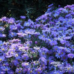 Symphyotrichum dumosus Blaue Lagune