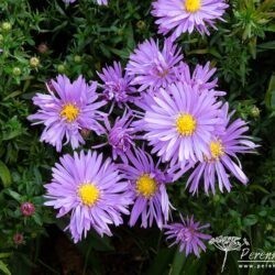 Symphyotrichum dumosus Blaue Lagune